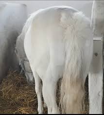 Home /turism de aventură, zoom/ce facem la mare? Caii La PuscÄƒrie Directorul Hergheliei La SedinÅ£Äƒ Foto Cu Mirese Dezvaluiri Ro