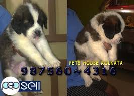 Maybe you would like to learn more about one of these? Imported Quality Saint Bernard Dogs And Puppies For Sale At 8230 Chittaranjan Free Classifieds