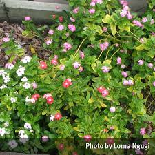 They are a naturally hardy plant that flowers in spring. Periwinkle Pink Or White Catharanthus Roseus Queensland Poisons Information Centre