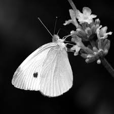 We did not find results for: Black White Butterfly Photo Franziska Lang Photos At Pbase Com