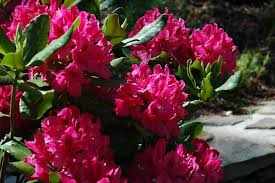 Rhododendron Catawbiense Nova Zembla Hybrid Rhododendron Rhododendron Outdoor Flowers Landscape Decor Diy
