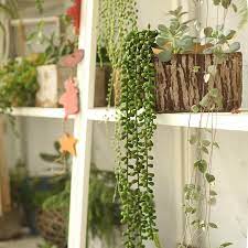 Pin On Rustic Reach Succulent Plant