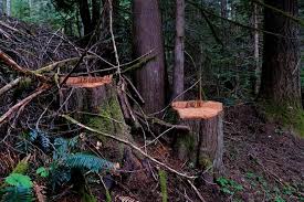 Firewood typically takes around a year to season (depending on the species) so if you buy green firewood in october and expect to burn it in november it won't work. Tree Poaching Increases With Lumber Costs In B C Winnipeg Free Press