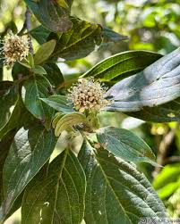 Image result for Cornaceae