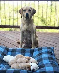 Member of winnebago labrador retriever club. Britishlabradors Com Home Facebook