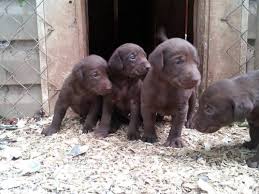 Look at pictures of puppies in fayetteville who need a home. Chocolate Lab Pups Pets And Animals For Sale North Carolina