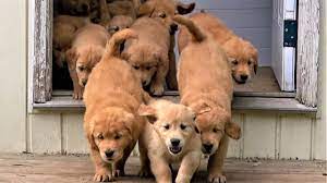 We believe it is important that the pups be handled often. Adorable River Of Golden Retriever Puppies Flow Into The Backyard