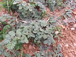 Image result for Chrozophora plicata