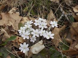 We did not find results for: Hepatica Spring Ephemeral David Culp Rec Woodland Flowers Wild Flowers Mourning Dove