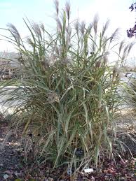 Check spelling or type a new query. Ornamental Grass The Demo Garden Blog