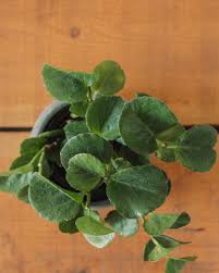 Image result for Cissus rotundifolia