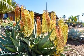 Image result for Aloe aculeata × excelsa