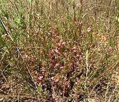 Image result for Indigofera hilaris