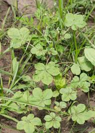 Image result for Cleomaceae