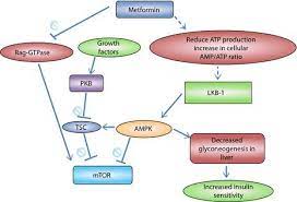 Metformin Side Effects Dosages Brand How To Relief Metformin Side Effects Nerve Problems