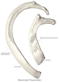 The ribs are curved, flat bones which form the majority of the thoracic cage. Ribs Classification Of Ribs Costal Topography