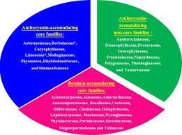 Image result for Lophiocarpaceae