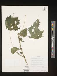 Image result for Laportea ovalifolia