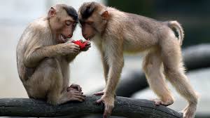 نتیجه تصویری برای ‪monkey‬‏