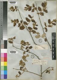 Image result for Grewia monticola