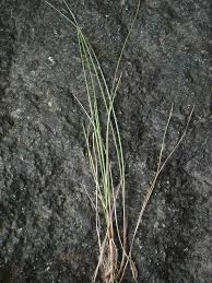 Image result for Festuca africana