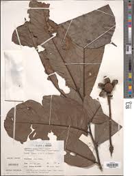 Image result for isolona lebrunii