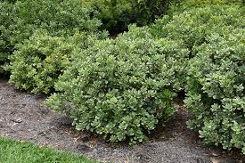 Image result for Pittosporum