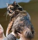 Cymric cat - Price, Personality, Lifespan