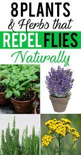 Check spelling or type a new query. Not Just They Deter Flies But You Ll Love Them To Have In Your Garden However There Aren T M Plants That Repel Flies Mosquito Repelling Plants Fly Repellant