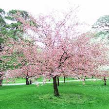 Check spelling or type a new query. 13 Of The Most Colorful Crabapple Trees For Your Yard Spring Flowering Trees Flowering Trees Apple Tree Blossoms