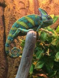 Gorgeous Veiled Chameleon Check Out Our Caresheet For The Veiled Chameleon Chamaeleo Calyptratus Veiled Chameleon Chameleon Pet Chameleon