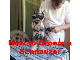 How To Groom A Miniature Schnauzer Schnauzer Grooming Miniature Schnauzer Schnauzer