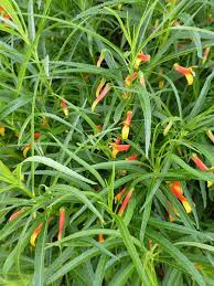 Image result for Isoglossa laxiflora