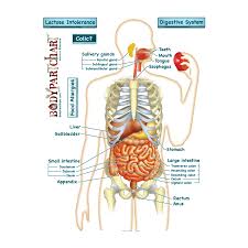 Simplified Digestive System Labeled Body Part Chart Removable Wall Graphic