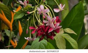 Image result for Combretum indicum