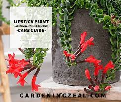 Maybe you would like to learn more about one of these? Lipstick Plant A Complete Lipstick Plant Care Guide 15 Best Care Tips Gardening Zeal