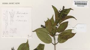 Image result for Loranthaceae
