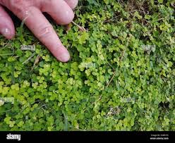 Image result for Grona triflora