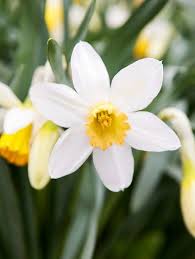 24 Hardy Perennials That Will Add Color To Your Garden Year After Year Flowers Perennials Hardy Perennials Flower Landscape