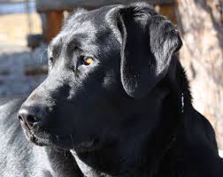 Mckenzie river labrador retrievers strives to breed the best possible english labrador retriever traits; Labrador Breeders In Oregon State Bmo Show