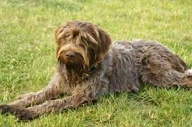 Since wirehaired pointing griffons track, they are also good for following mammals as part of a complete hunting experience. Wirehaired Pointing Griffon Korthals Griffon Full Of Dogs
