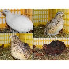 Wachtelbruteier Gemischt 18 Stk Wachteln Huhnerhaus Huhner