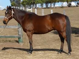 Horserace sport symbol of color horse. Brown Horse Facts With Pictures Horsebreedspictures Com