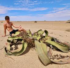 Image result for Embelia welwitschii