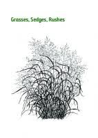 Image result for Digitaria gymnostachys