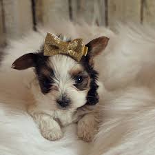 Raising yorkie parti puppies in colorado is like having more kids every year. Black And White Yorkies For Sale Parti Yorkie Puppy