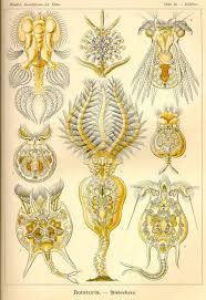 Image result for Eragrostis rotifer