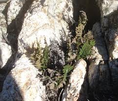 Image result for Cheilanthes similis