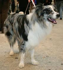 First harmony farms was started in 1992 and is owned by lynette and stuart vandeventer. 23 Blue Merle Border Collie Australian Shepherd Mix Puppy L2sanpiero