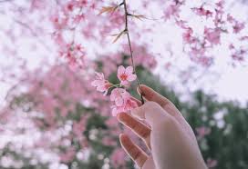 Mới nhất] Hấp dẫn lễ hội hoa mai anh ...